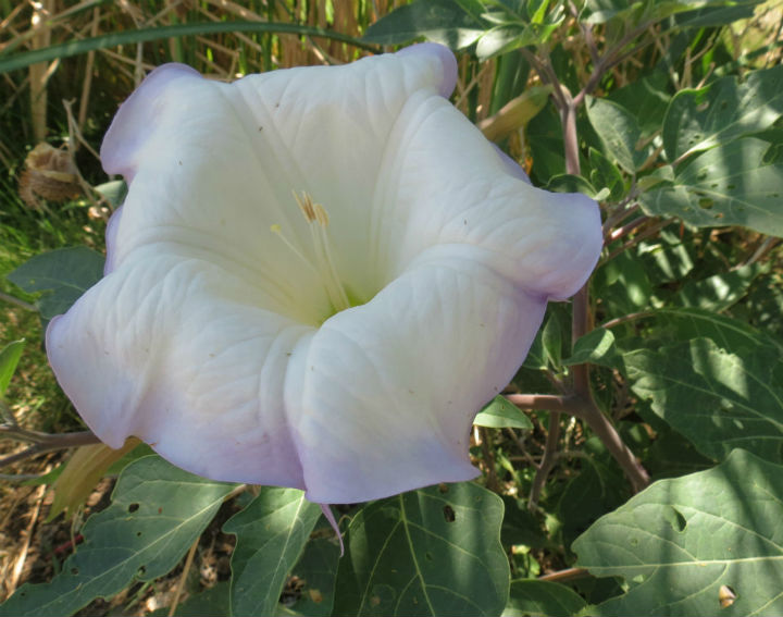 Sacred Datura